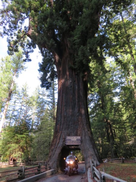The Chandelier Drive Thru Tree at Leggett; a Giant Sequoia